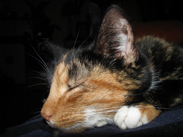 poes zeeland kat