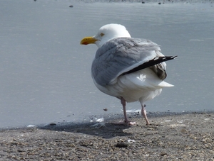 downloadimageme1