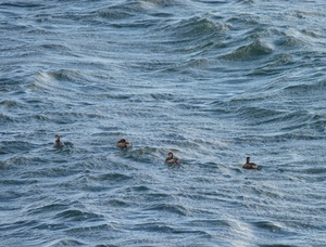 P1030731