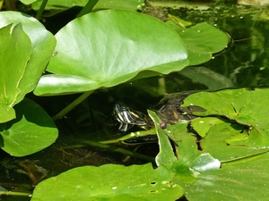 P1100018