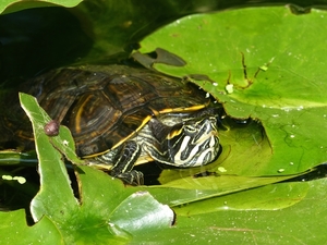 P1100038