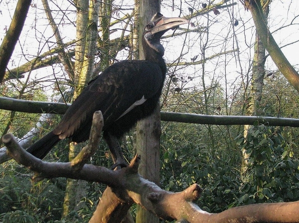 vogel hoornraaf  overloon