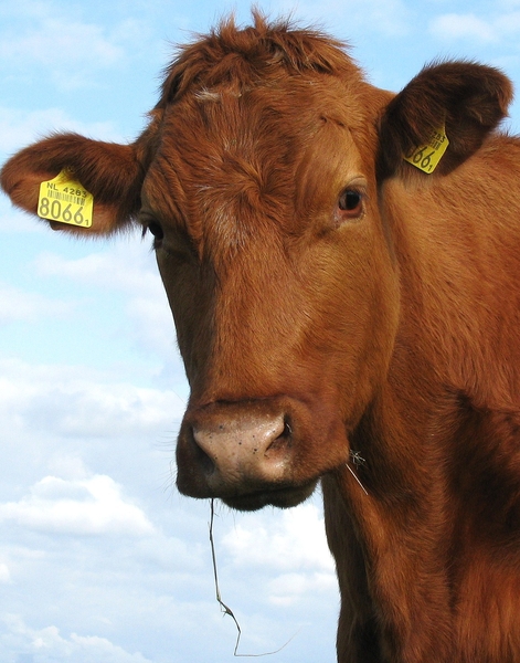 stier