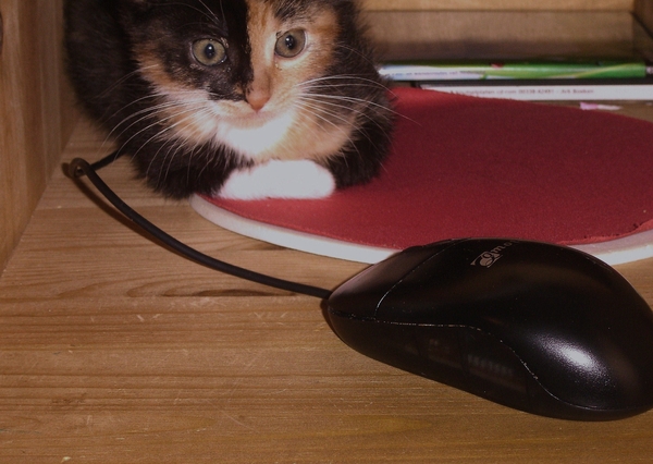 poes muis
