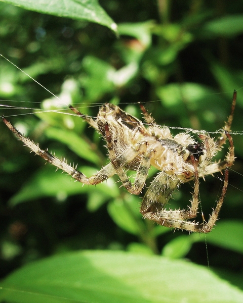 spin spinneweb
