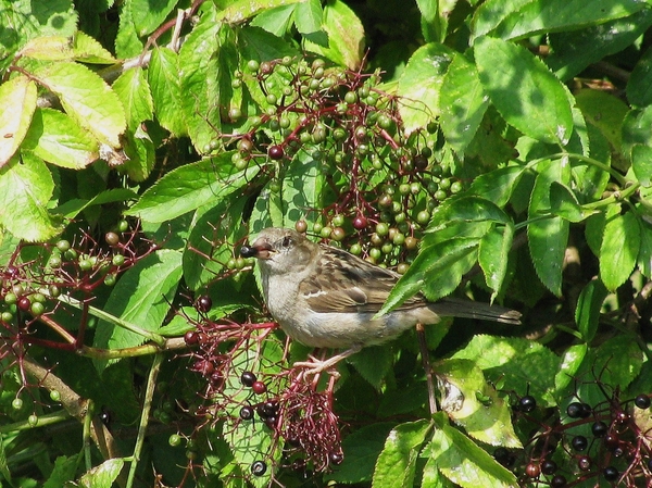 mus vogel