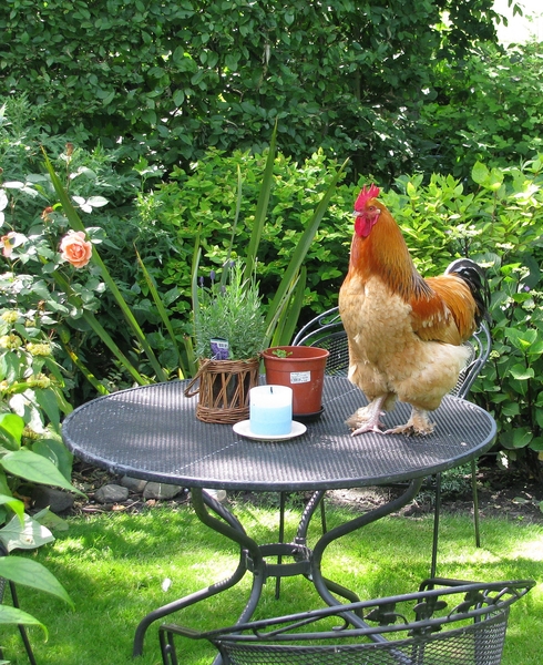 haan tuin