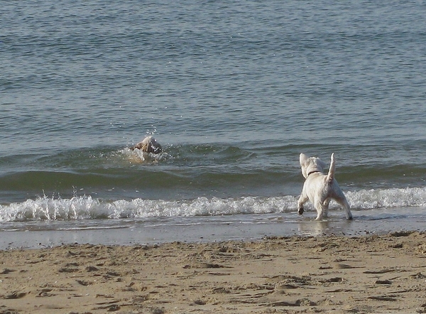 hond strand