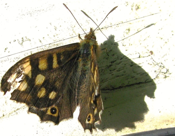 vlinder macro