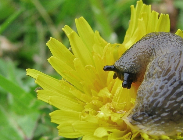 slak bloem