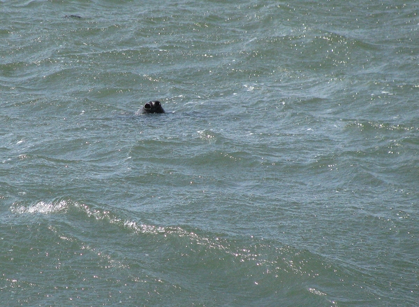 zeehond zee