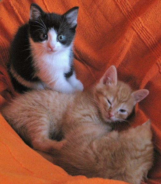 kitten poes kat