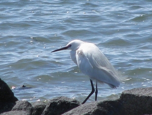 Aan de Oosterschelde