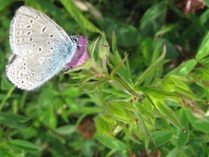 IMG_0266 [1600x1200]