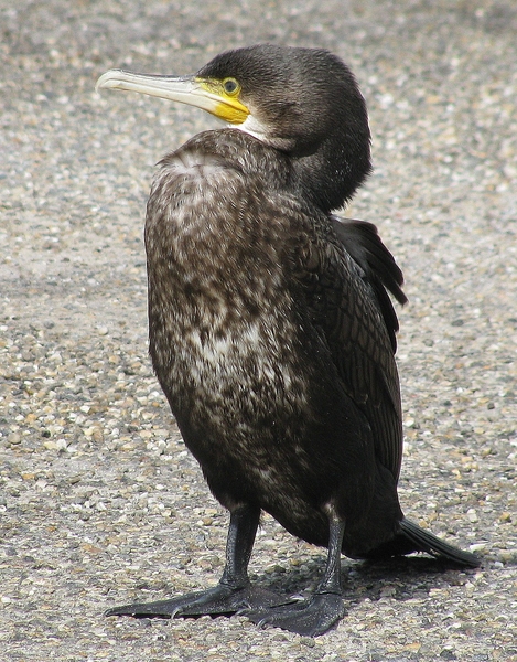 vogel aalscholver
