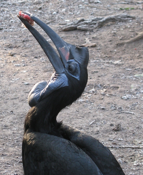 vogel