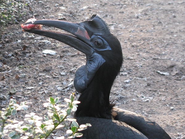 vogel neushoornvogel