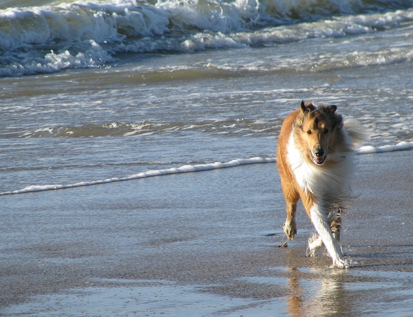hond