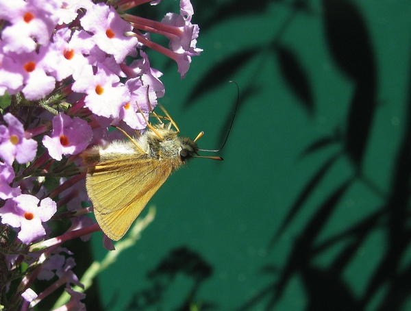vlinder