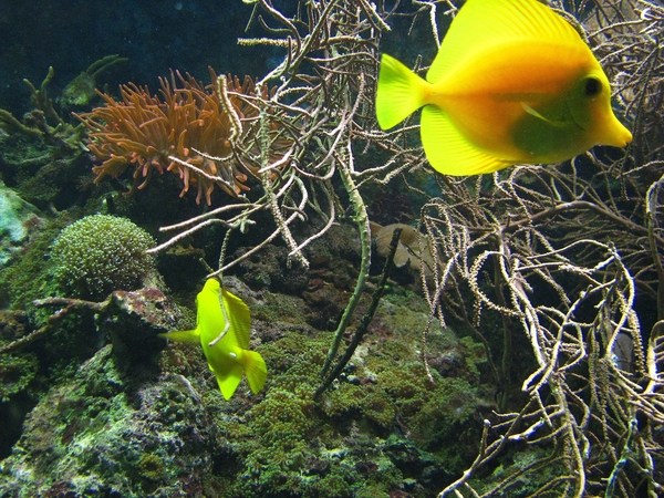 vis