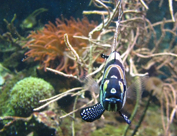 vis