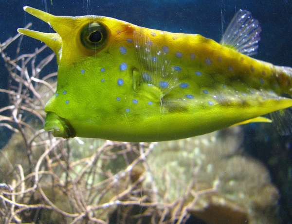 vis