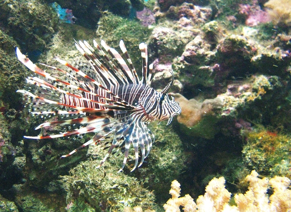 vis