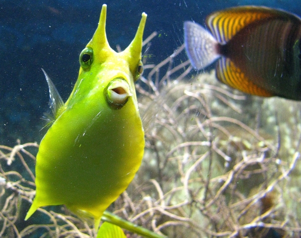 vis aquarium