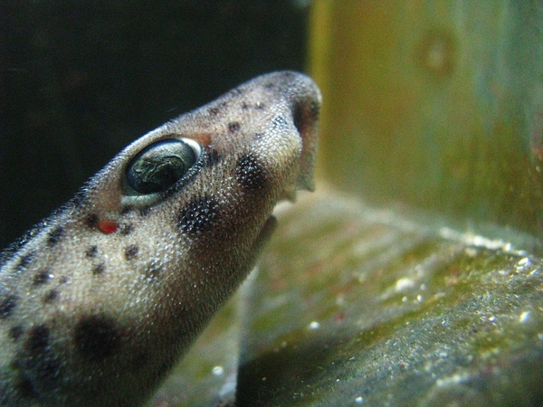 vis