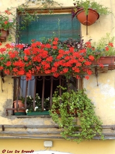 2008_06_27 Lucca 18 Piazza_Anfiteatro_bloemen