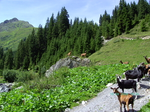 Oostenrijk Augustus 2008 068