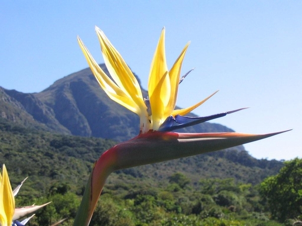 Botanische Garten Kaapstad