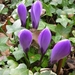 Crocussen