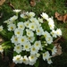 Roumont Primulas 1.
