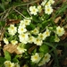 Roumont Primulas.