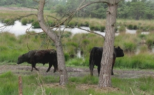 Heide 9 juli 022