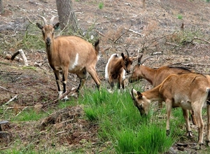 Heide 9 juli 029