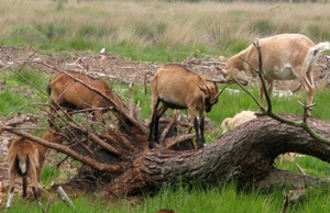 Heide 9 juli 041