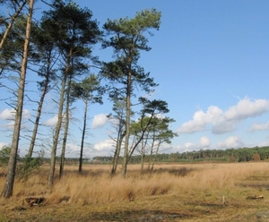 kalmthout 13nov 046