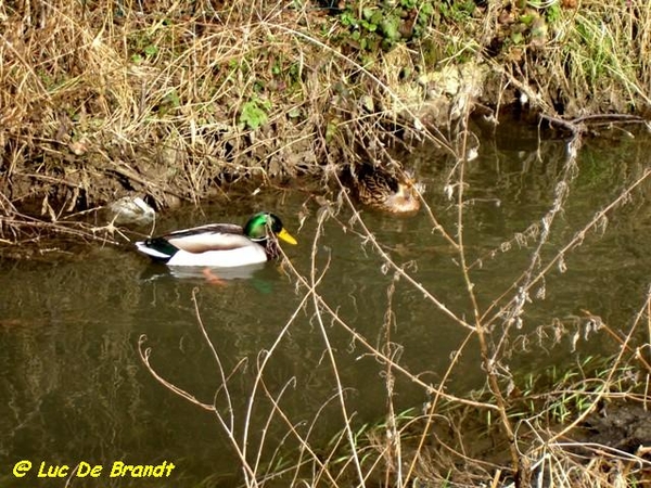 Ardennen Adeps wandeling Hulsonniaux