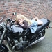 motormuis