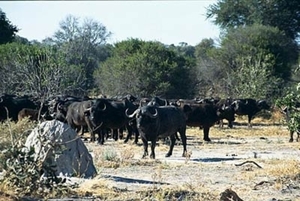 Buffels
