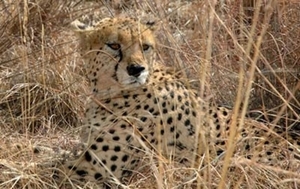 Cheetah