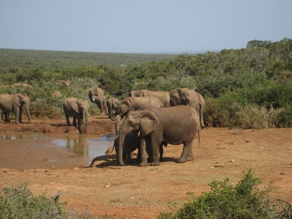 Een bijna opgedroogde drinkplaats