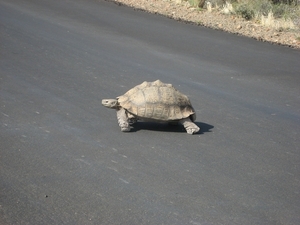 Een prachtige schildpad