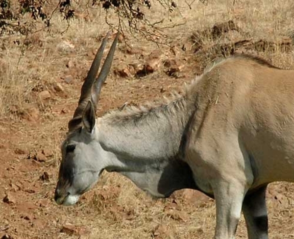 Eland