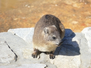 Kaapse Rotsmarmot