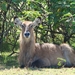 Mevrouw Waterbok