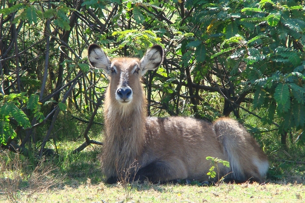 Mevrouw Waterbok