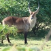 Mijnheer Waterbok